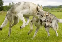 Пазл Волчьи забавы
