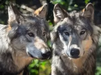 Пазл Волки