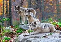 Пазл Волки в лесу