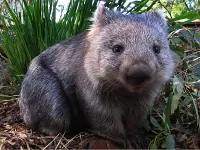 Пазл Вомбат