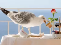 Пазл Воришка