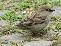 Пазл Воробей