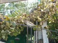 Пазл Воробей и виноград