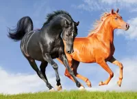 Пазл Вороной и рыжий