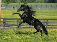 Пазл Вороной