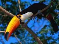 Пазл Вот это клюв