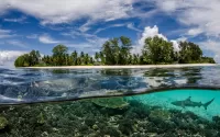 Пазл Воздух,земля,вода