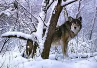 Пазл Возвращение охотника