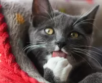 Пазл Время чистоты