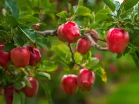 Пазл Время яблок