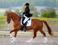 Пазл Всадница