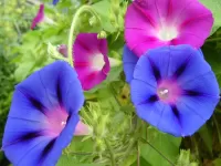 Пазл Вьюнок