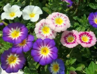 Пазл Вьюнок 