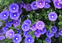 Пазл Вьюнок 