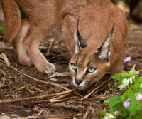 Пазл Взгляд 
