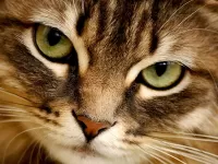 Пазл Кошачий взгляд 