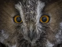 Пазл Взгляд