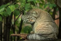 Пазл Взгляд