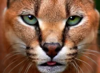 Пазл Взгляд