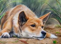 Пазл Взгляд динго