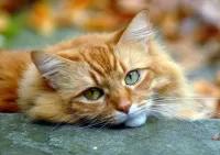 Пазл Взгляд кошки