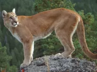 Пазл Взгляд пумы