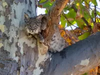 Пазл Взгляд рыси