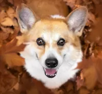Пазл Welsh Corgi