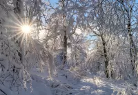 Пазл Winter