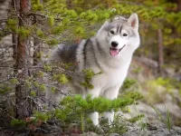 Пазл Я из лесу вышел