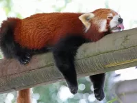 Пазл Я сплю