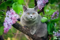 Пазл Я тоже цветочек