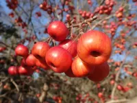 Пазл Яблочки 1