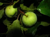 Пазл Яблоки 