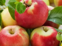 Пазл Яблоки