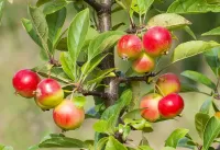 Пазл Яблоки