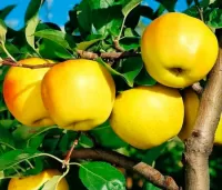 Пазл Яблоки Голден