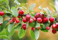 Пазл Яблоки ранетки