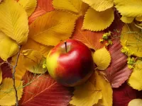 Пазл Яблоко