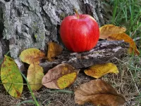 Пазл Яблоко