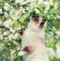 Пазл Яблоневый цвет 