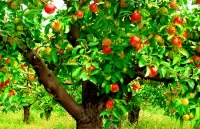 Пазл Яблоня