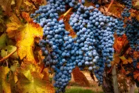 Пазл Ягоды осени