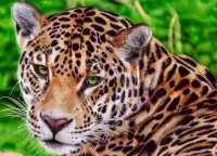 Пазл Ягуар 