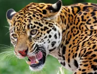 Пазл Ягуар 