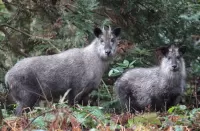 Пазл Японский серау