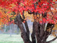 Пазл Японский клен