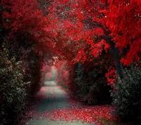 Пазл Яркая осень