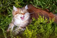 Пазл Яркие эмоции