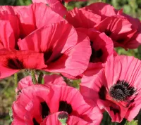 Пазл Яркие маки